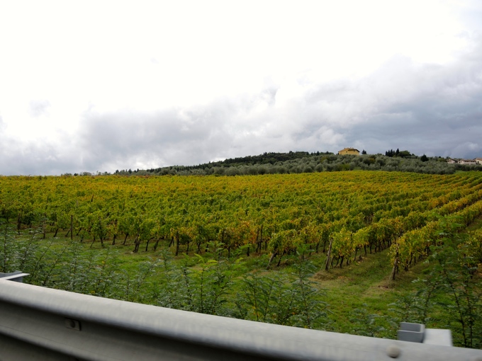 Schöne Weinberge